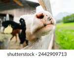 Young Cow Calf Snout with black and white spots reaching out the Fencing of the farm showing its rose lips and hairy nose