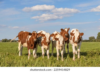 Young cow calves in a row, side by side, standing in a green meadow, red and white group of heifer together happy and playful under a blue sky - Powered by Shutterstock