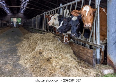 Young cow heads in a barn in a row at feeding time, peeking through bars of a gate in a stable , heifer eating hay, straw at right side in the stable