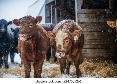 Young cow heifer standing under a shelter outside in winter pasture - Powered by Shutterstock