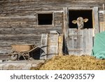 A young cow looks out of a stable window