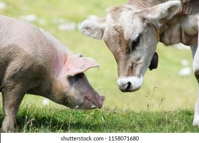 The Young Cow And The Pig