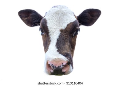 Young cow portrait isolated on white background - Shutterstock ID 313110404