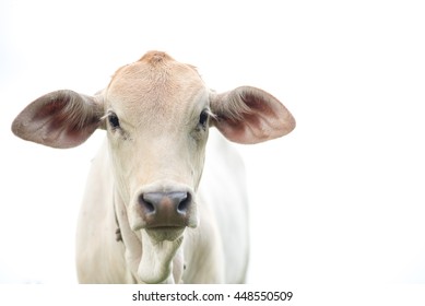 Young cow portrait isolated on white background