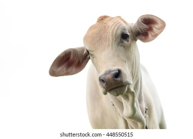 Young cow portrait isolated on white background