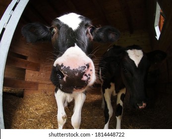 Young Cow Veal Calf Eating Grass From Human Hand Close Up