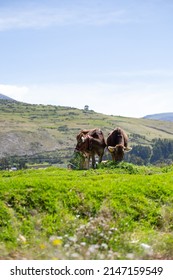 Young Cows Feeding In A Valley In South America. Animals And Nature Concept.