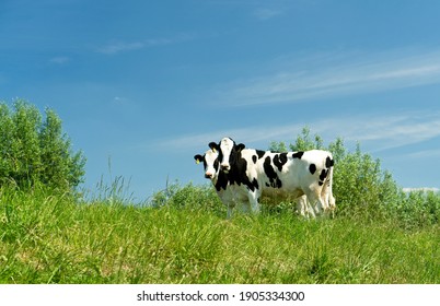 Young cows in flood plains of Rhine near Renkum in the Netherlands 16