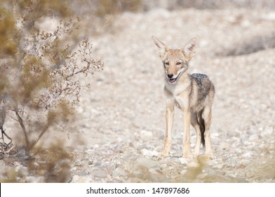 A Young Coyote In The Desert.