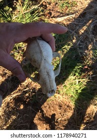 Young Coyote Skull