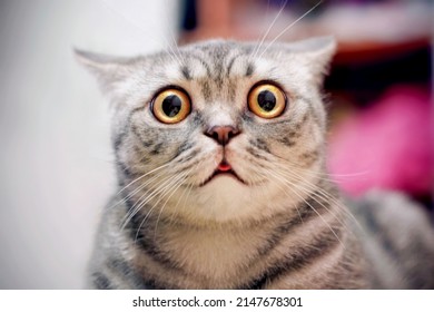 Young crazy surprised cat make big eyes closeup. American shorthair surprised cat or kitten funny face big eyes. Young cat looking surprised and scared. Emotional surprised wide big eye kitten at home