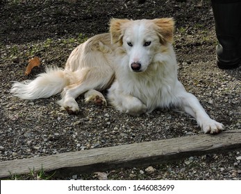 Young Cream Colored Border Collie Australian Shepherd Cross Lying Lazily At A Day Camp Site On A Mountain Looking