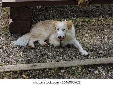 Young Cream Colored Border Collie Australian Shepherd Cross Lying Lazily At A Day Camp Site On A Mountain Looking