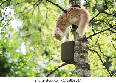 young cream tabby beige white maine coon cat climbing on birch tree trying to catch birds in bird house attached to tree trunk