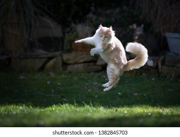 Young Cream Tabby Maine Coon Cat Playing In The Garden Jumping In The Air