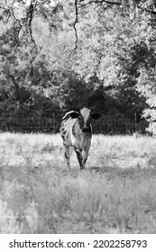 Young Crossbred Cow In Texas Landscape Of Farm For Art Portrait.