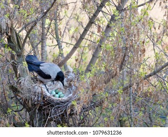 a young crow in early spring made a nest on a tree and demolished five eggs - Shutterstock ID 1079631236