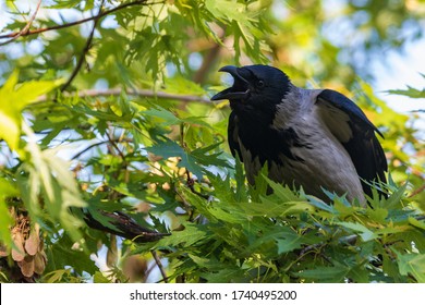 A young crow sits on bright green branches and opens its beak very wide in anticipation of food. Close-up. Warm summer day in the park. Wildlife. City birds.