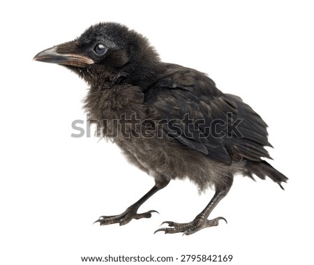 Young Crow with Soft Feather Texture Isolated on White Background.