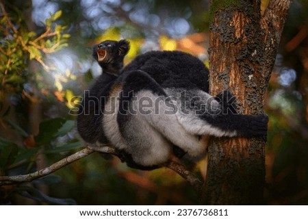 Young cub cries shouting, open muzzle. Wildlife Madagascar, indri monkey portrait, Madagascar endemic. Lemur in nature vegetation. Sifaka on tree, sunny evening. Monkey, Nature forest tree habitat.