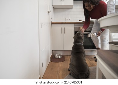 Young cuban woman feeding her sharpei dog at the kitchen. Pet care concept. - Powered by Shutterstock