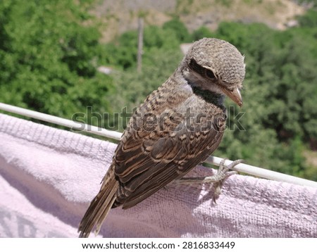 Young cuckoo chick held gently in human hands outdoors