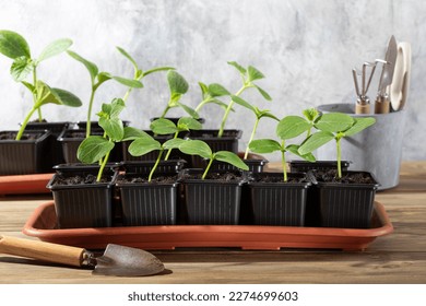 Young cucumber seedlings growing in plastic pots. Ready to planting out.  Gardening concept.