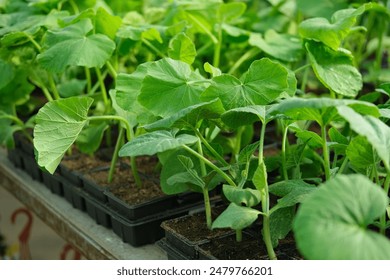 Young cucumber seedlings growing in plastic pots, containers. Gardening concept. Seedling ready to be planted in ground from garden tray. Young sprouts. Growing from seeds. Healthy food production. - Powered by Shutterstock