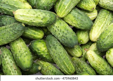 a lot of young cucumbers as background