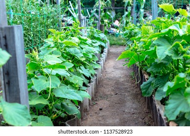 Young cucumbers in a small garden. - Shutterstock ID 1137528923