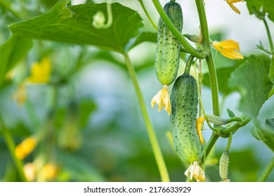 young cucumbers with yellow flowers growing on a branch in greenhouse - Shutterstock ID 2176633929