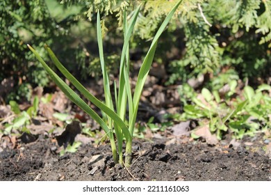 Young Cultivated Garlic Plant That Emerged From The Ground In Early Spring