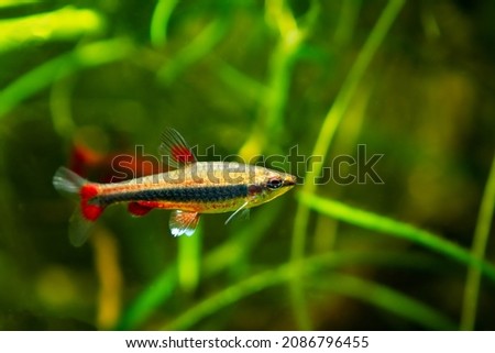 young and curious adult pencilfish, dim light in brown tannin stained water, ornamental blackwater fish native to Rio Negro basin, natural biotope design
