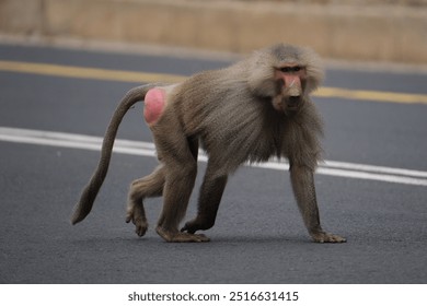 A young curious baboon on the road