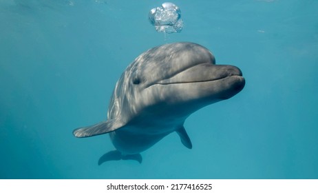 Young curious bottlenose dolphin looks at in camera and smiles blowing air bubbles. Dolphin Selfie, Close-up