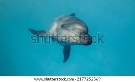 Young curious bottlenose dolphin looks at in the camera and smiles.  Dolphin Selfie. Close up