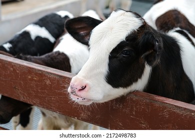 Young curious calfs on background of green grass, Cute calf looks into the object, A cow stands inside a ranch next to hay and other calves, Baby cow on the farm