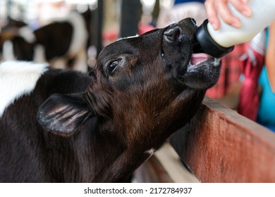 Young curious calfs on background of green grass, Cute calf looks into the object, A cow stands inside a ranch next to hay and other calves, Baby cow on the farm