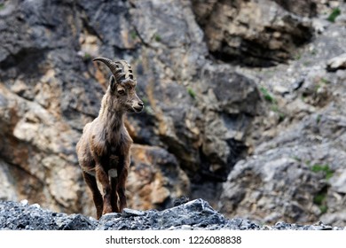 A Young, Curious Ibex 