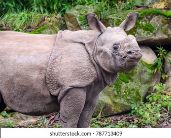 java rhinoceros