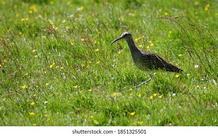 Young Curlew In Highland Perthshire