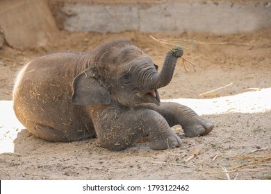 Young And Cute Asian Elephant Calf Playing Happily With Its Trunk