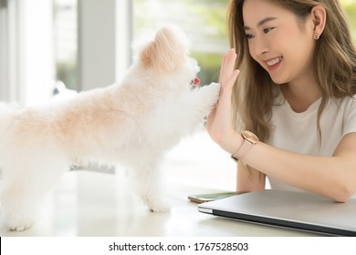 Young And Cute Asian Woman Hi Five With Her Lovely Dog During Remote Working From Home.