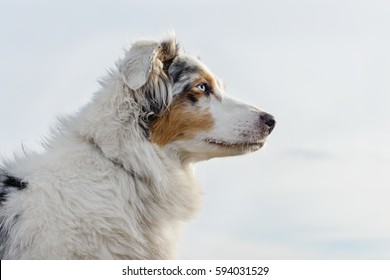 Young and cute Australian Shepherd dog - outdoor - Shutterstock ID 594031529