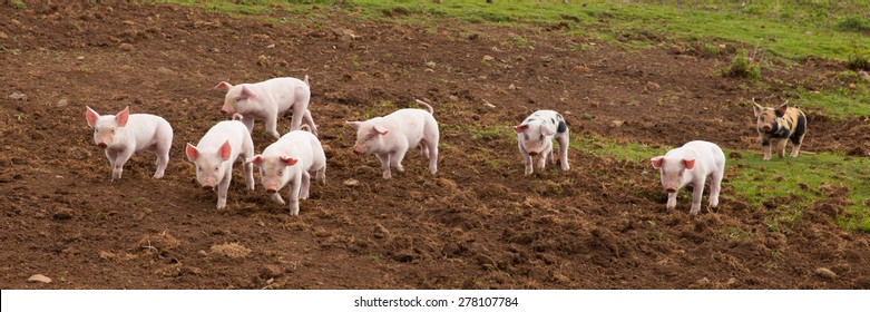 Young Cute Baby Piglets Running Towards The Camera Including One With Black Spots Panoramic View