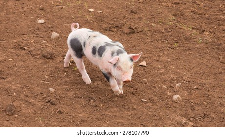 Young Cute Baby Piglets Running Towards The Camera Including One With Black Spots Panoramic View