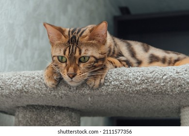 Chat Tigre Images Photos Et Images Vectorielles De Stock Shutterstock