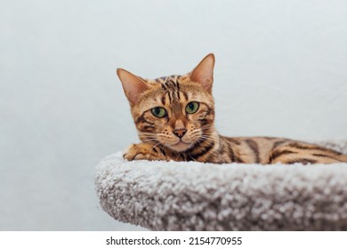 4,427 Tiger House Cat Images, Stock Photos & Vectors 