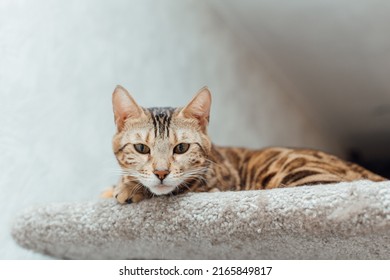 4,427 Tiger house cat Images, Stock Photos & Vectors | Shutterstock