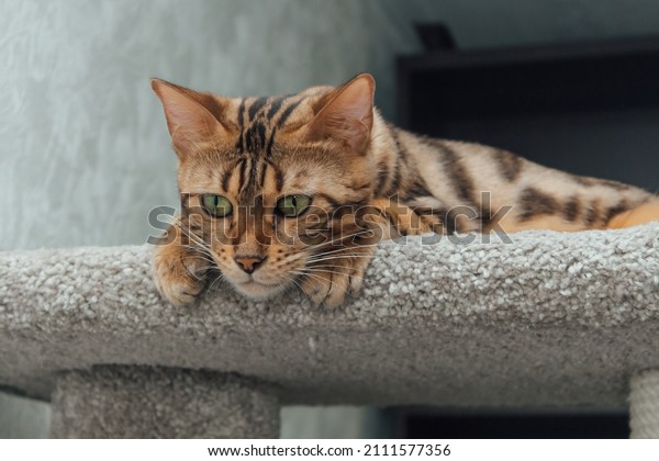 Young cute bengal cat laying on a soft cat\'s\
shelf of a cat\'s house\
indoors.